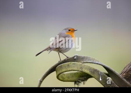 Rotkehlchen Stockfoto