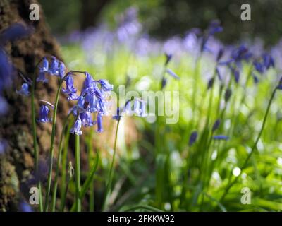 Atemberaubende Aussicht auf englische Bluebells im englischen Wald im Grangewood Park, East Hunsbury, Northampton, Großbritannien Stockfoto