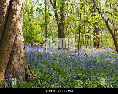 Atemberaubende Aussicht auf englische Bluebells im englischen Wald im Grangewood Park, East Hunsbury, Northampton, Großbritannien Stockfoto