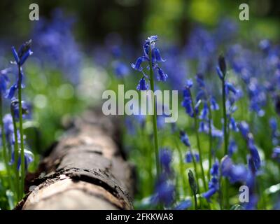Atemberaubende Aussicht auf englische Bluebells im englischen Wald im Grangewood Park, East Hunsbury, Northampton, Großbritannien Stockfoto