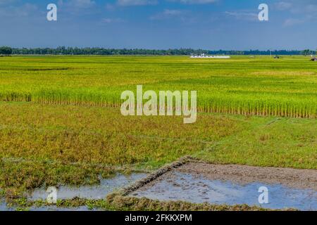 Reisfelder in der Nähe von Bogra, Bangladesch Stockfoto