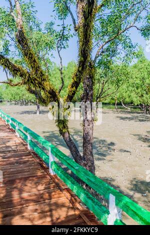 Promenade über einen sumpfigen Mangrovenwald am Hiron Point in Sundarbans, Bangladesch Stockfoto