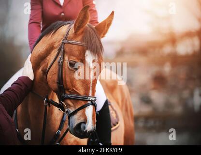 Porträt eines schönen Lorbeerpferdes, das eine Frau sanft mit der Hand auf die Schnauze streicht. Liebe für Tiere. Pferdesport. Reitsport. Hor Stockfoto