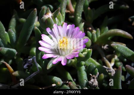 Nahaufnahme der Blume auf der nachlaufenden Eispflanze Lampranthus Stockfoto