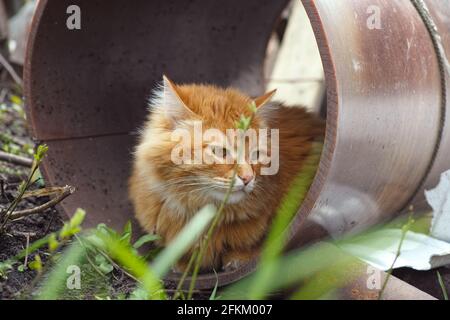 Eine streunende Katze, die in einem Rohr sitzt. Stockfoto