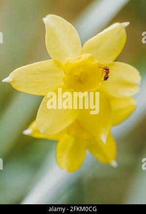 Ameise sucht nach Nektar auf einer Narzisse 'sabrosa', einem schönen Zwerg jonquil daffodil Stockfoto