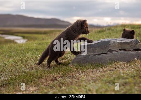 Arctic fox Cub Stockfoto