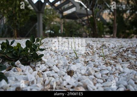 Blick auf kleine Steine und Pflanzen mit Leiter im Hintergrund. Landschaftlich Stockfoto