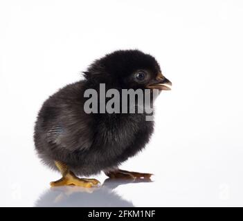 Spiegelbild der schwarzen Küken auf weißem Tisch Stockfoto