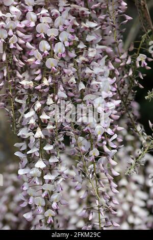 Pink Japanese Wisteria floribunda Sorte rosea blüht auf hängenden Renntieren mit einem dunklen Hintergrund aus Blättern. Stockfoto