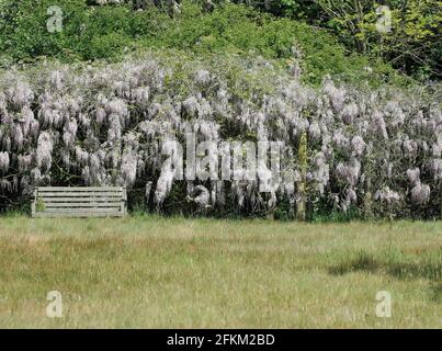 Pink Japanese Wisteria floribunda Varietät rosea blüht auf herabhängenden Renntieren mit Hintergrund von Bäumen und einer Sitzbank und Wiese im Vordergrund. Stockfoto