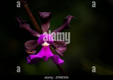 Encyclia Cordigera Orchideenbild aufgenommen in Panama Stockfoto