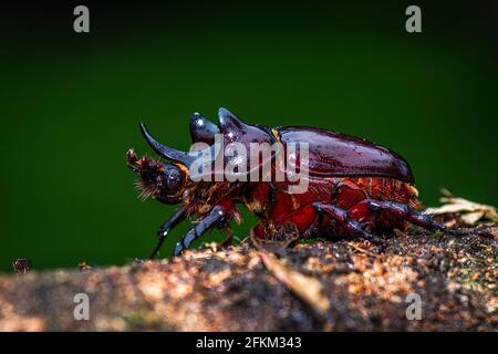 Großes braunes Nashornkäfer-Bild, aufgenommen in Panama Stockfoto