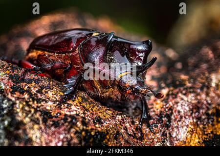 Großes braunes Nashornkäfer-Bild, aufgenommen in Panama Stockfoto