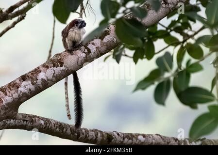 Geoffroy's Tamarin (Saguinus geoffroyi), auch als die Panamasche, red-Crested oder rufous-naped Tamarin bekannt Stockfoto