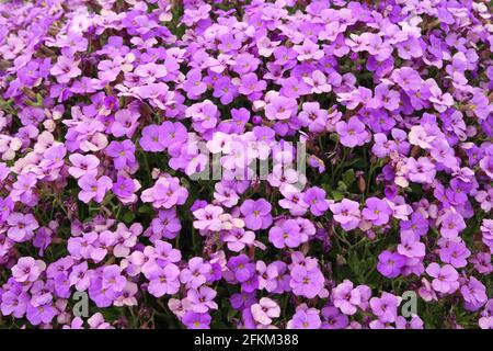 Nahaufnahme der Aubrieta deltoidea (Felsenkresse) Blüht im Garten Stockfoto