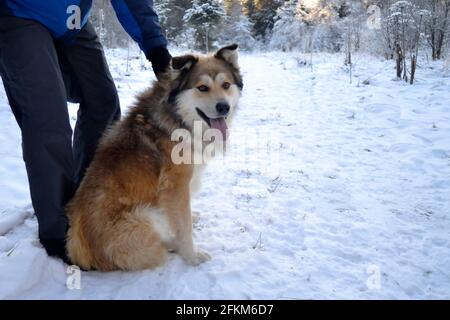 Ein Mann geht mit einem großen zotteligen Hund in der Wald Stockfoto