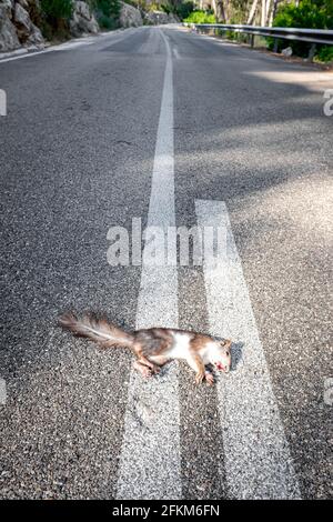 Tote Eichhörnchen auf dem Asphalt einer Bergstraße nach dem Überfahren. Stockfoto