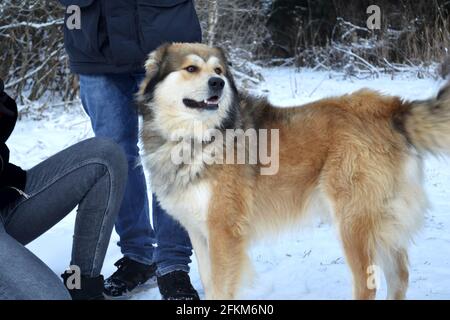 Ein Mann geht mit einem großen zotteligen Hund in der Wald Stockfoto