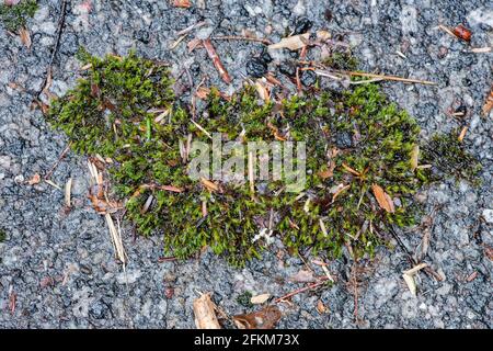 Nasses Andreaeopsida-Moos oder Laternenmoos, das im Regen auf einer alten Asphaltstraße wächst. Stockfoto