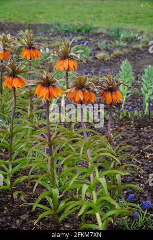 Eine Gruppe orangefarbener blühender kaiserlicher Fritillarien (Fritillaria imperialis) im Garten oder Park mit Regentropfen. Floraler Hintergrund oder Tapete. Stockfoto