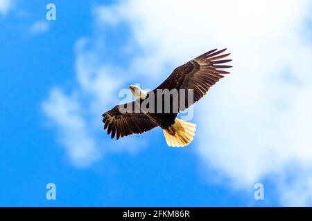 Ein ausgewachsener Weißkopfadler (Haliaeetus leucocephalus) fliegt über das Flusstal. April 2021 Stockfoto