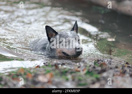 Blauer Heeler oder australischer Rinderhund, der im Wasser schwimmend ist Stockfoto