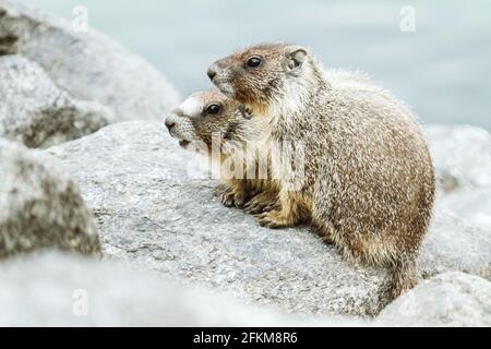 Ein Paar gelbbauchige Murmeltiere im Lake Chelan State Park Stockfoto