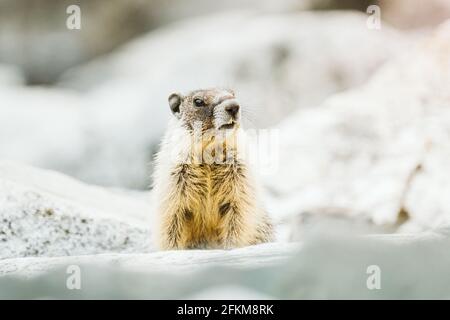 Direkt auf der Ansicht eines Murmeltier, das aus einem späht Felsbrocken Stockfoto