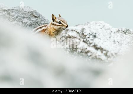 Seitenansicht eines Chipmunks, der von hinten auf einen Blick blickt Rock Stockfoto