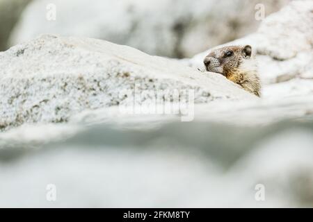 Ein gelbbauchiger Murmeltier, der sich in einem Steinhaufen versteckt Stockfoto