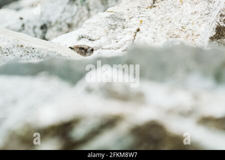 Lange Ansicht eines gelbbauchigen Murmeltier in einem Steinhaufen Stockfoto