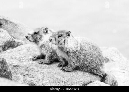 Nahaufnahme von zwei Murmeltieren, die auf einem Felsbrocken thront Stockfoto