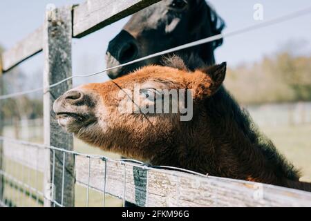 Fohlen stockt seinen Kopf aus einem Zaun daneben Ein weiteres Pferd in England Stockfoto
