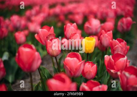 Einzelne gelbe Tulpenblume in einem Feld von rosa Tulpen Stockfoto