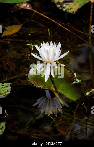 Eine weiße Lotusblume, die in einem Sümpfe von South Carolina blüht Stockfoto