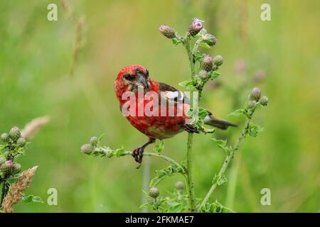 Zweiarrosiger Kreuzschnabel, der auf EINER Wildblume in EINER Wiese ruht Helgoland Island Deutschland an EINEM sonnigen Sommertag Stockfoto