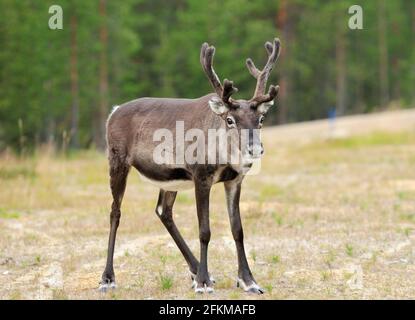 Neugieriger Hirscher Mit Horn In Der Kamera In Norwegen An EINEM wolkigen Sommertag Stockfoto