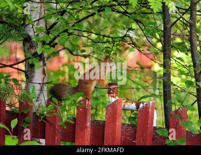 Süßes Eichhörnchen, das aufrecht auf EINEM Zaun in Norwegen steht Ein Bewölktes Sommerfest Stockfoto