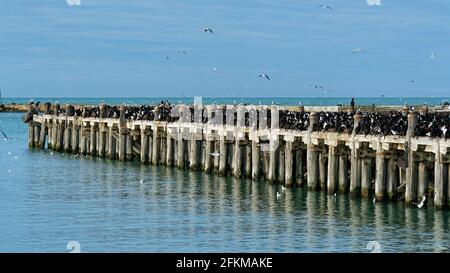 Die Victorian Sumpter Wharf am Hafen von Oamaru ist eine Brutstätte für gefleckte Fetzen, sie ist die drittgrößte und nördlichste Brutkolonie der Stockfoto