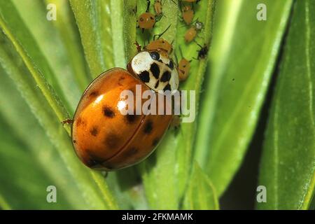 Harlequin Marienkäfer (Harmonia axyridis), füttert Blattläuse (Aphis nerii) Stockfoto