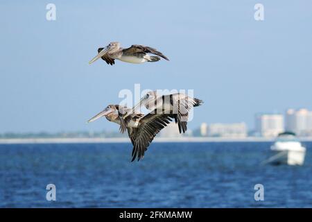 Formation Von Drei Flying Pelicans Am Strand Vor Des Blauen Meeres in Sanibel Island Florida auf EINER Sonniger Herbsttag Stockfoto