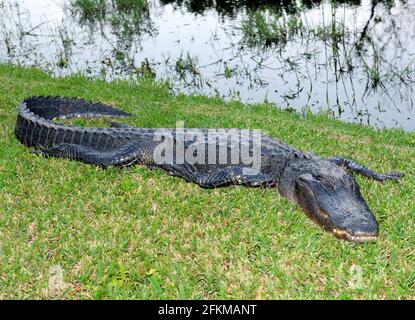 Ein Amerikanischer Alligator, Der In Den Sümpfen Der Everglades Ruht National Park Florida an EINEM sonnigen Herbsttag Stockfoto