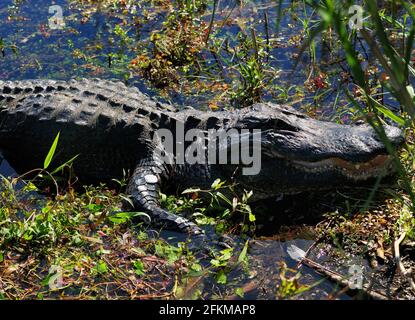 Nahaufnahme Eines Amerikanischen Alligators, Der In Den Sümpfen Ruht Des Everglades National Park Florida auf EINEM sonnigen Herbst Tag Stockfoto