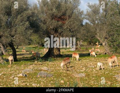 Grasende braune Schafe auf EINER Wiese mit Olivenbäumen Mallorca an EINEM sonnigen Wintertag Stockfoto