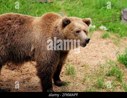 Weidender großer Braunbär in Schweden an EINEM wolkigen Sommer Tag Stockfoto