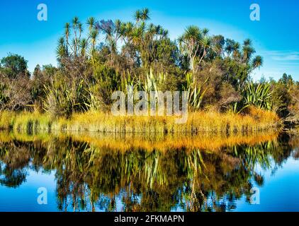 Flachsbüsche, Kohlbäume, Binsen und andere Vegetation spiegeln sich in den stillen Gewässern der Okarito Lagune wider Stockfoto