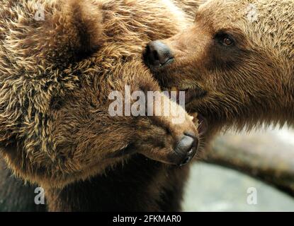 Nahaufnahme Von Zwei Wrestling Big Brown Bears In Schweden An EINEM wolkigen Sommertag Stockfoto