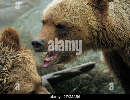 Nahaufnahme Von Zwei Wrestling Big Brown Bears In Schweden An EINEM wolkigen Sommertag Stockfoto