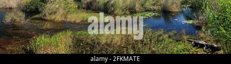 Panorama Mit Einem Amerikanischen Alligator, Der In Den Sümpfen Von Ruht Der Everglades National Park Florida an EINEM sonnigen Herbsttag Stockfoto